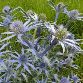 Flat Sea Holly (blue) - (Eryngium planum)