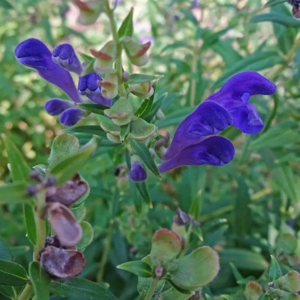 Skullcap 'Baikal' - (Scutellaria baicalensis)