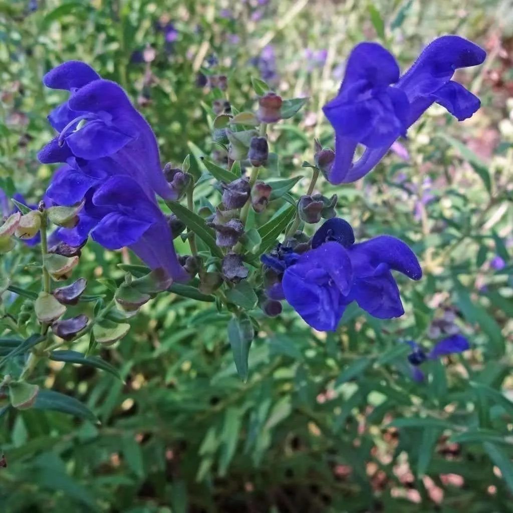 Skullcap 'Baikal' - (Scutellaria baicalensis)